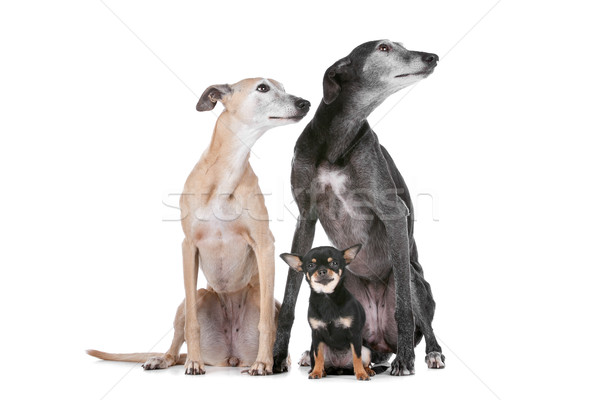 Doua prietenii grup studio animale de companie trei Imagine de stoc © eriklam