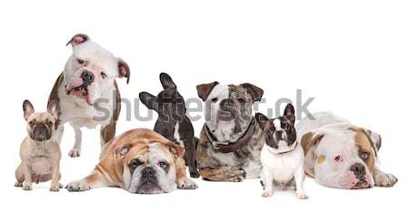 Grup opt câini şedinţei alb prietenii Imagine de stoc © eriklam