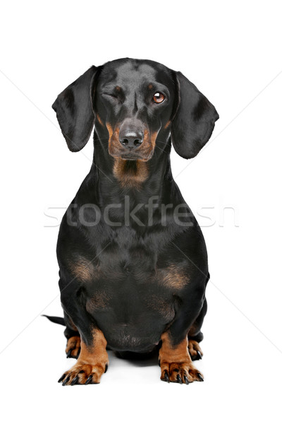 black and tan dachshund Stock photo © eriklam