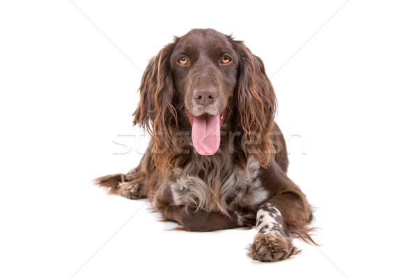 Wenig Hund Hecheln glücklich gun Stock foto © eriklam