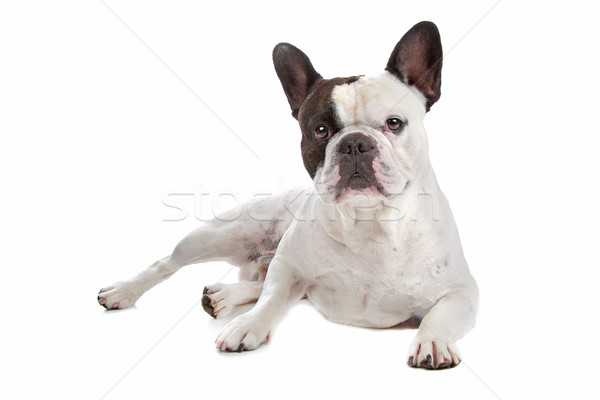 Francuski bulldog odizolowany biały Zdjęcia stock © eriklam