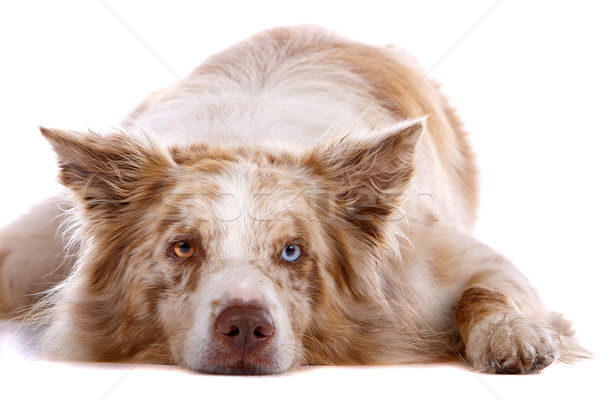 Border collie chien de berger isolé blanche chien frontière Photo stock © eriklam