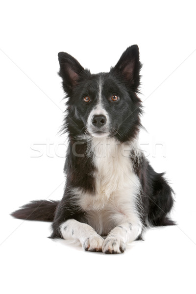 [[stock_photo]]: Border · collie · chien · de · berger · isolé · blanche · chien · frontière