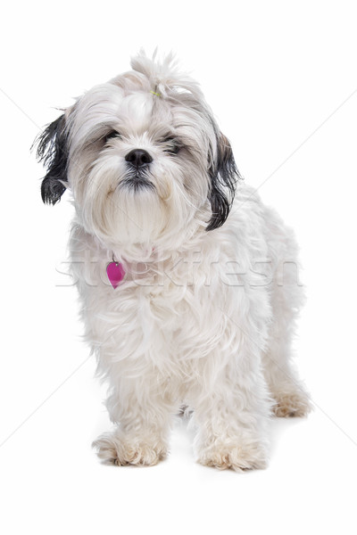 shih tzu Stock photo © eriklam