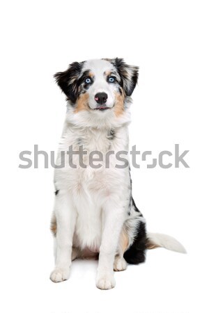 Karışık köpek beyaz evcil hayvan memeli Stok fotoğraf © eriklam