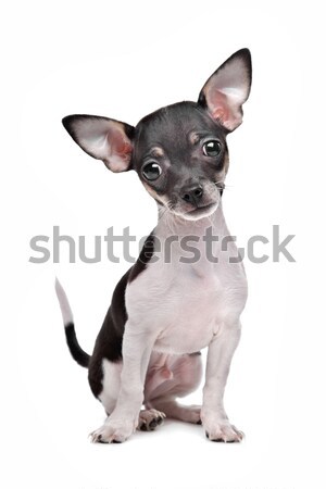 French Bulldog isolated on white Stock photo © eriklam