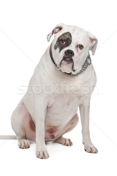 Amerikai bulldog fehér állat stúdió bika ül Stock fotó © eriklam
