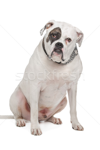 American bulldog bianco animale studio toro seduta Foto d'archivio © eriklam