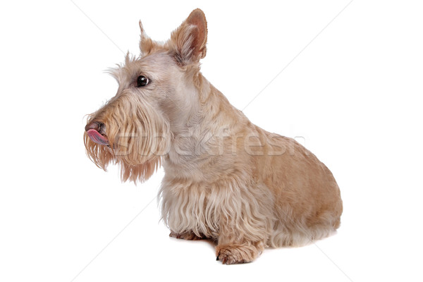 Foto stock: Terrier · cão · isolado · mamífero · doméstico