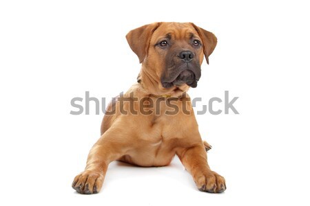 mixed breed Dogue de Bordeaux Stock photo © eriklam