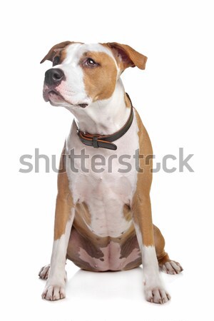 American Staffordshire Terrier  Stock photo © eriklam