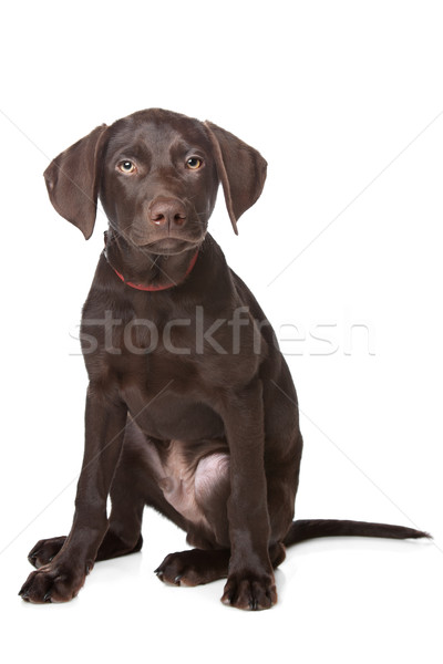 Chocolate labrador cachorro meses blanco perro Foto stock © eriklam