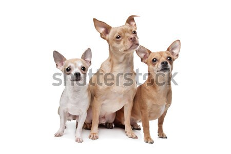 Stock foto: Zwei · gemischte · Rasse · Hunde · Schäfer · golden