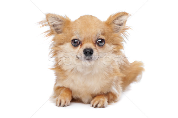 [[stock_photo]]: Brun · à · poil · long · chien · blanche · animaux · studio