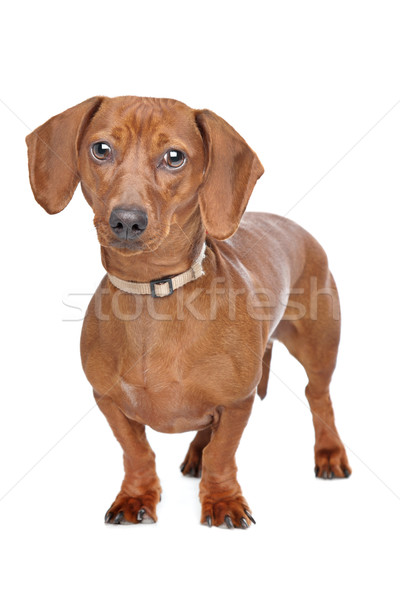 Short Haired Dachshund Stock Photo C Erik Lam Eriklam 1934705
