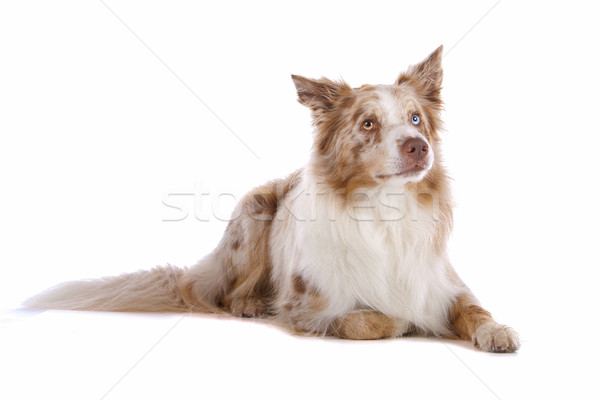 Border collie isolato bianco cane confine Foto d'archivio © eriklam