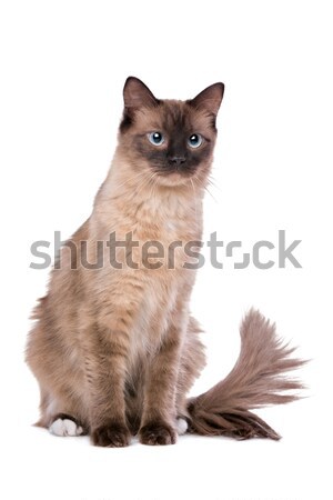 Brown Ragdoll cat Stock photo © eriklam