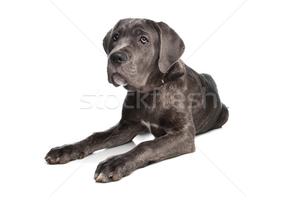 Italiano mastim cão branco estúdio Foto stock © eriklam