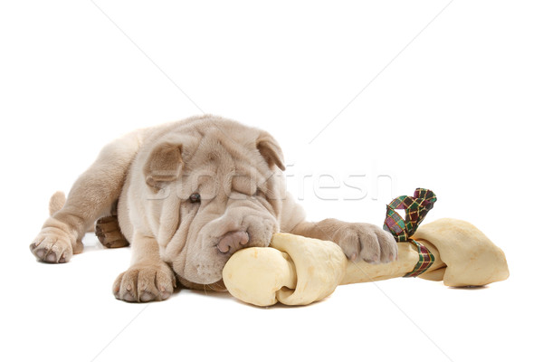 Sharpei köpek yavrusu beyaz yeme kemik köpek Stok fotoğraf © eriklam