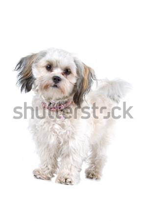 Stock foto: Gemischte · Rasse · Hund · weiß · Haustier · säugetier