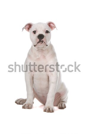 French bulldog puppy (frenchie) Stock photo © eriklam