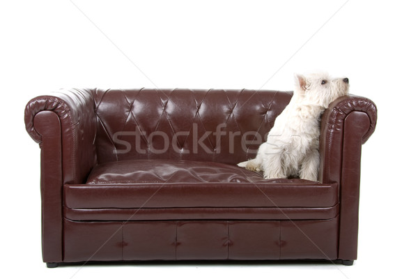 West highland white terrier dog Stock photo © eriklam