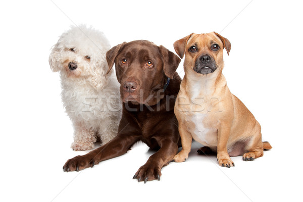 three dogs Stock photo © eriklam