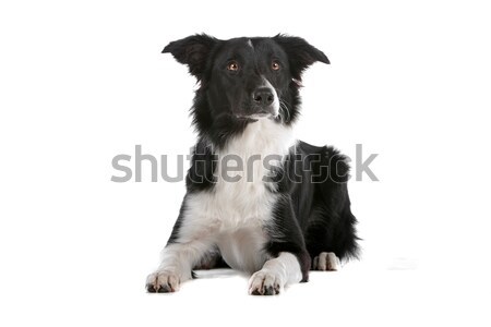 Border collie herdershond geïsoleerd witte hond grens Stockfoto © eriklam