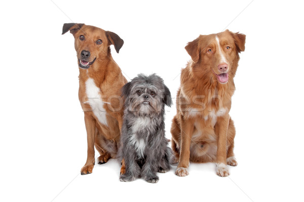 Stock photo: Two mix dogs and a Nova Scotia Duck Tolling Retriever