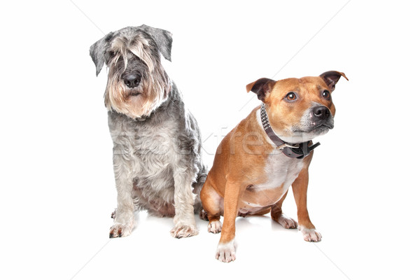 Stafford and a Schnauzer dog Stock photo © eriklam