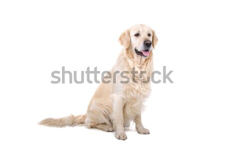 Labrador retriever branco estúdio animal de estimação fundo branco Foto stock © eriklam