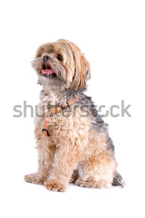 Stock foto: Englisch · Hund · Tier · braun · säugetier · inländischen