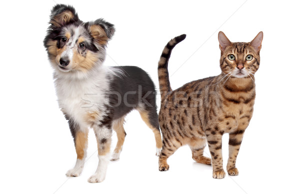 [[stock_photo]]: Chien · chat · blanche · amis · jeunes · chiot