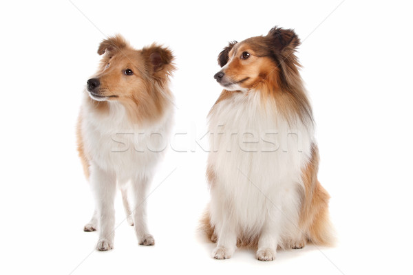 [[stock_photo]]: Chien · de · berger · blanche · fond · animaux · fond · blanc · mammifère