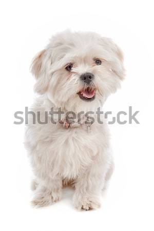 Gemengd ras hond witte dier studio Stockfoto © eriklam