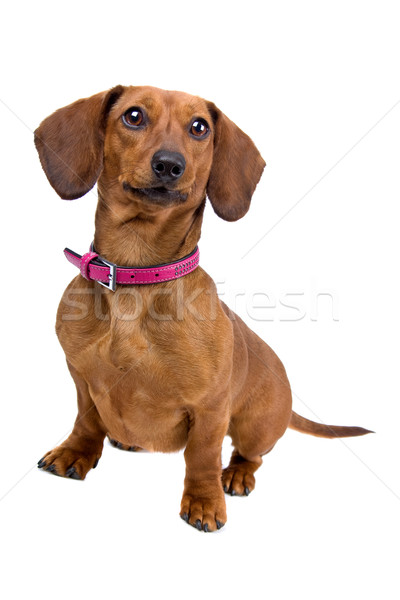 Short-haired Dachshund dog Stock photo © eriklam