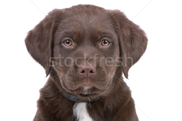 çikolata labrador retriever köpek yavrusu kafa bakıyor kamera Stok fotoğraf © eriklam