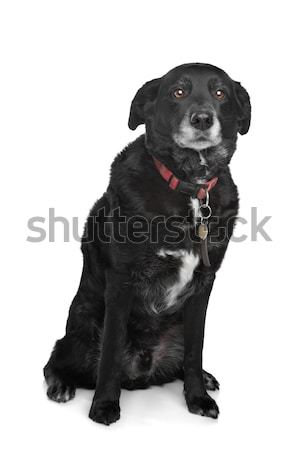 Gemischte Rasse Hund weiß Hintergrund Haustier Stock foto © eriklam