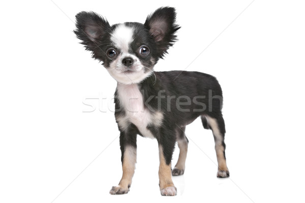 à poil long chiot blanche jeunes animal fond blanc [[stock_photo]] © eriklam