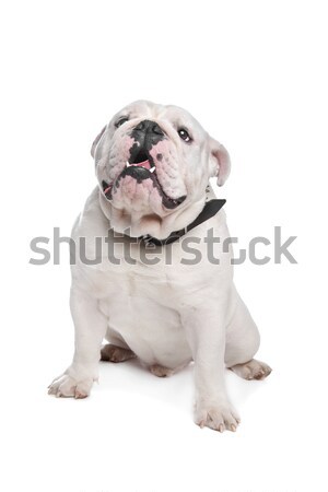 [[stock_photo]]: Anglais · bulldog · blanche · chien · studio · une