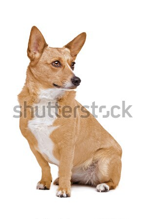 Gemengd ras hond herder dier Stockfoto © eriklam