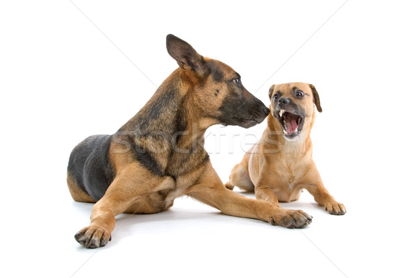 Zwei gemischte Rasse Hunde isoliert weiß Stock foto © eriklam