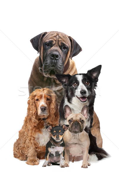 Vijf honden witte groep dieren dier Stockfoto © eriklam