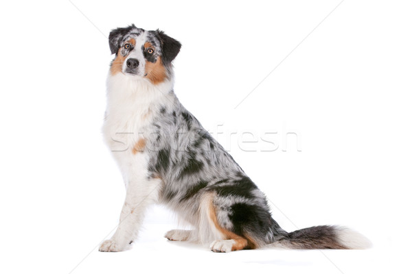 Australisch herder witte hond dier witte achtergrond Stockfoto © eriklam