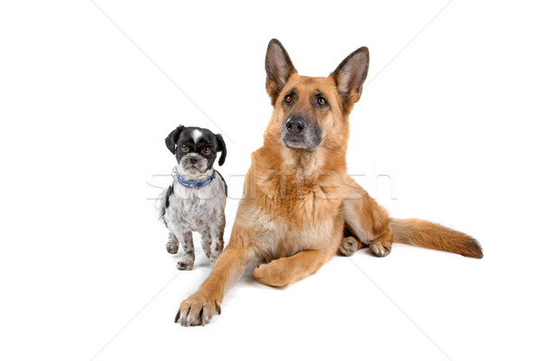 Foto stock: Pastor · perro · aislado · blanco · animales