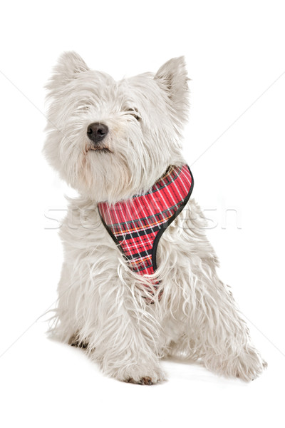 [[stock_photo]]: Ouest · blanche · terrier · animaux · studio · animal