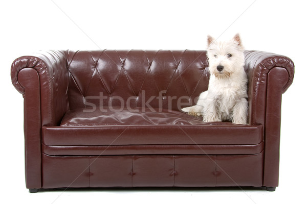 West highland white terrier dog  Stock photo © eriklam