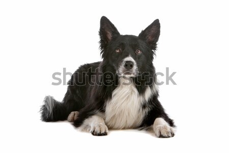 Border collie isolato bianco cane confine Foto d'archivio © eriklam