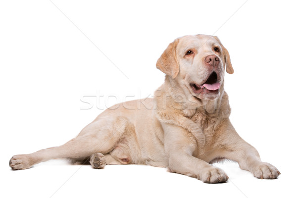 Beige labrador hond witte dier zoogdier Stockfoto © eriklam