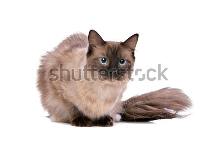 Brown Ragdoll cat Stock photo © eriklam